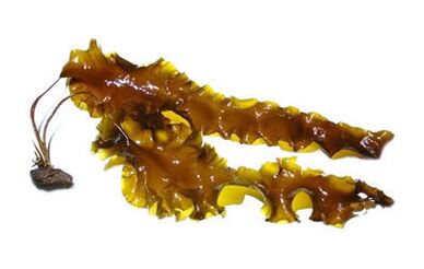 لاميناريا ديجيتاليس في كريم إينو جيالورون